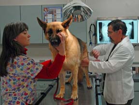 Veterinary giants tap artificial intelligence to read X-rays