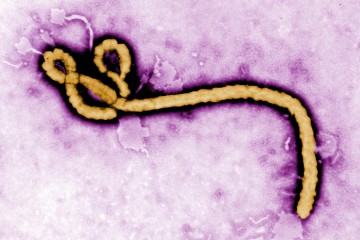 New fears as man dies of Ebola weeks after six deaths from 'strange illness'