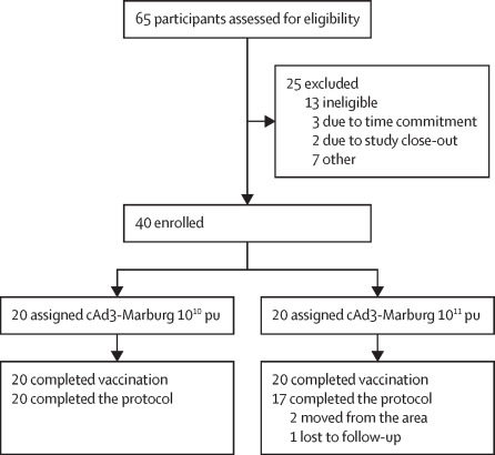 Safety, tolerability, and immunogenicity of the chimpanzee adenovirus type 3-vectored Marburg virus (cAd3-Marburg) vaccine in healthy adults in the USA: a first-in-human, phase 1, open-label, dose-escalation trial