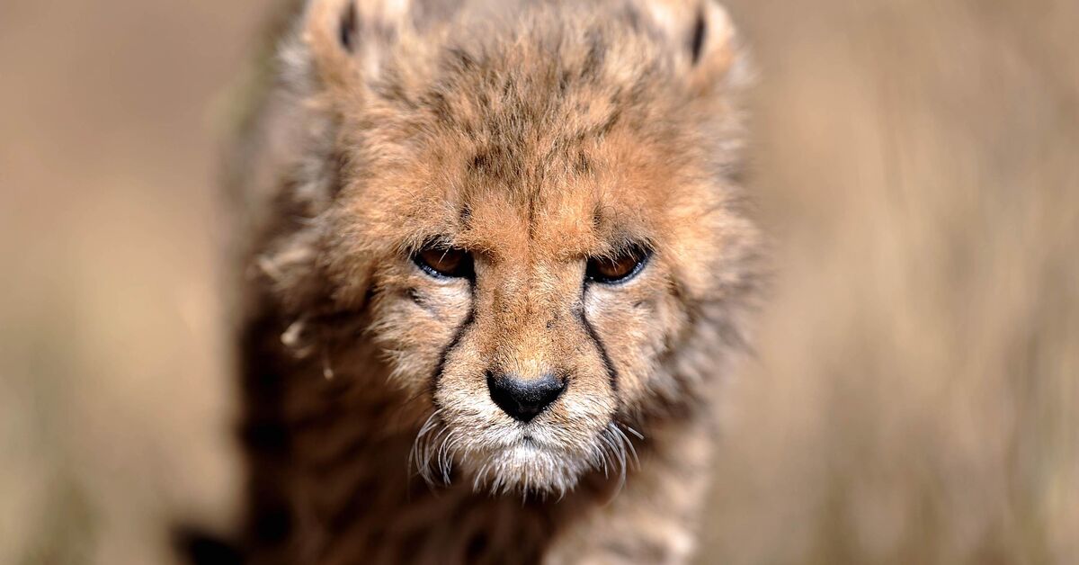 Iran mourns loss of Pirouz, critically endangered cheetah cub