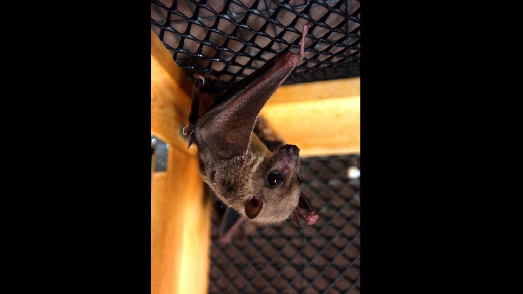 In this file photo, an Egyptian fruit bat hangs upside down in its cage at the home of Geraldine Griswold in Winsted, Conn, July 29, 2003. (AP Photo/Bob Child, File)