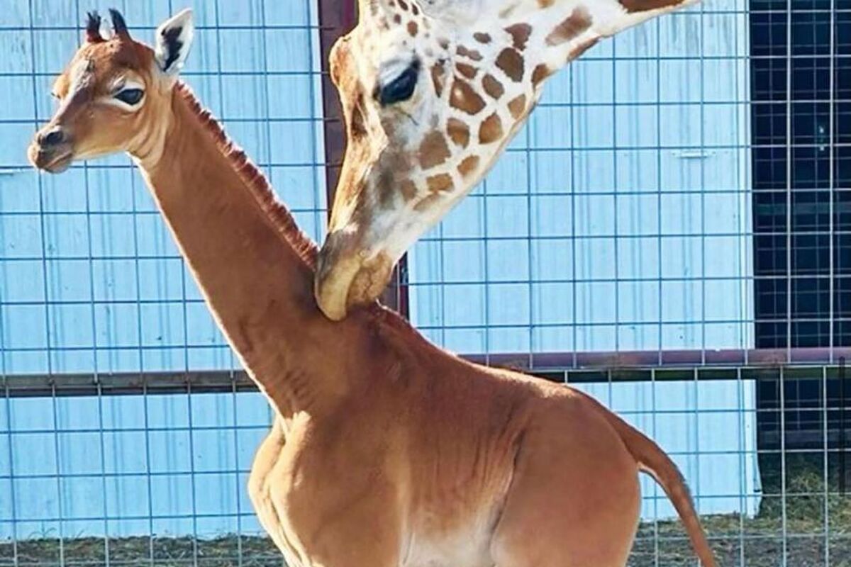 Tennessee zoo surprises world with planet&apos;s only spotless giraffe