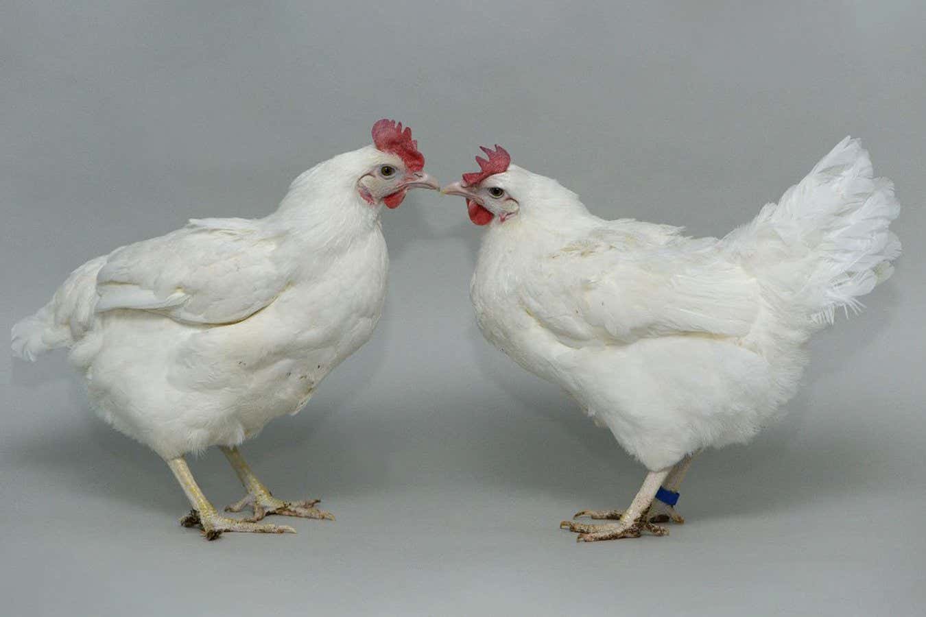 Chickens made resistant to bird flu with CRISPR gene editing