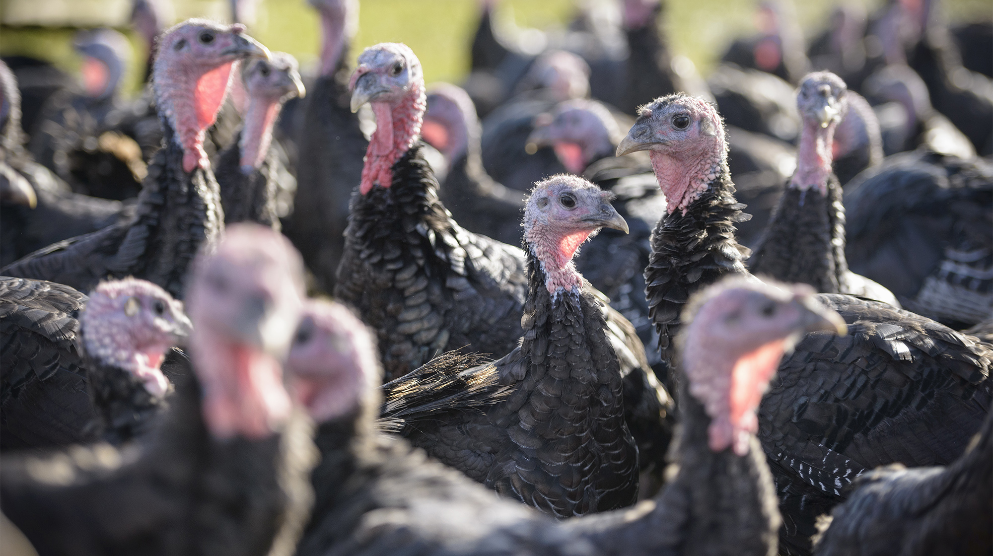 More Than 100,000 Turkeys Affected by US Bird Flu Outbreak