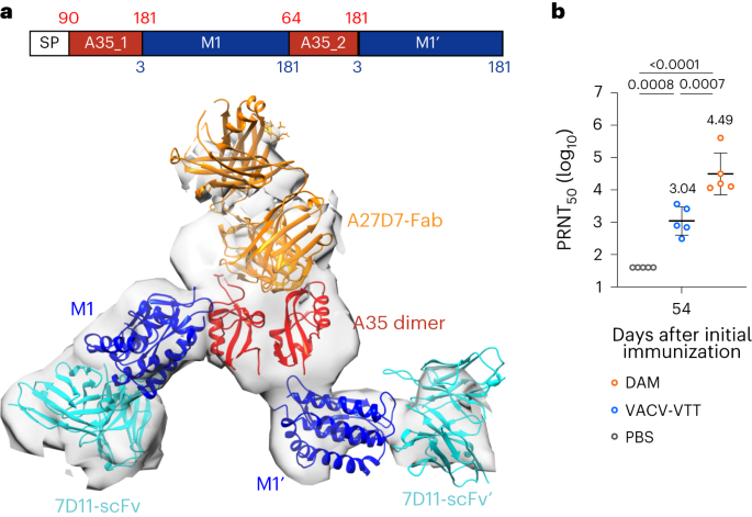 Building a next-generation, two-component protein subunit vaccine against monkeypox virus - Nature Immunology