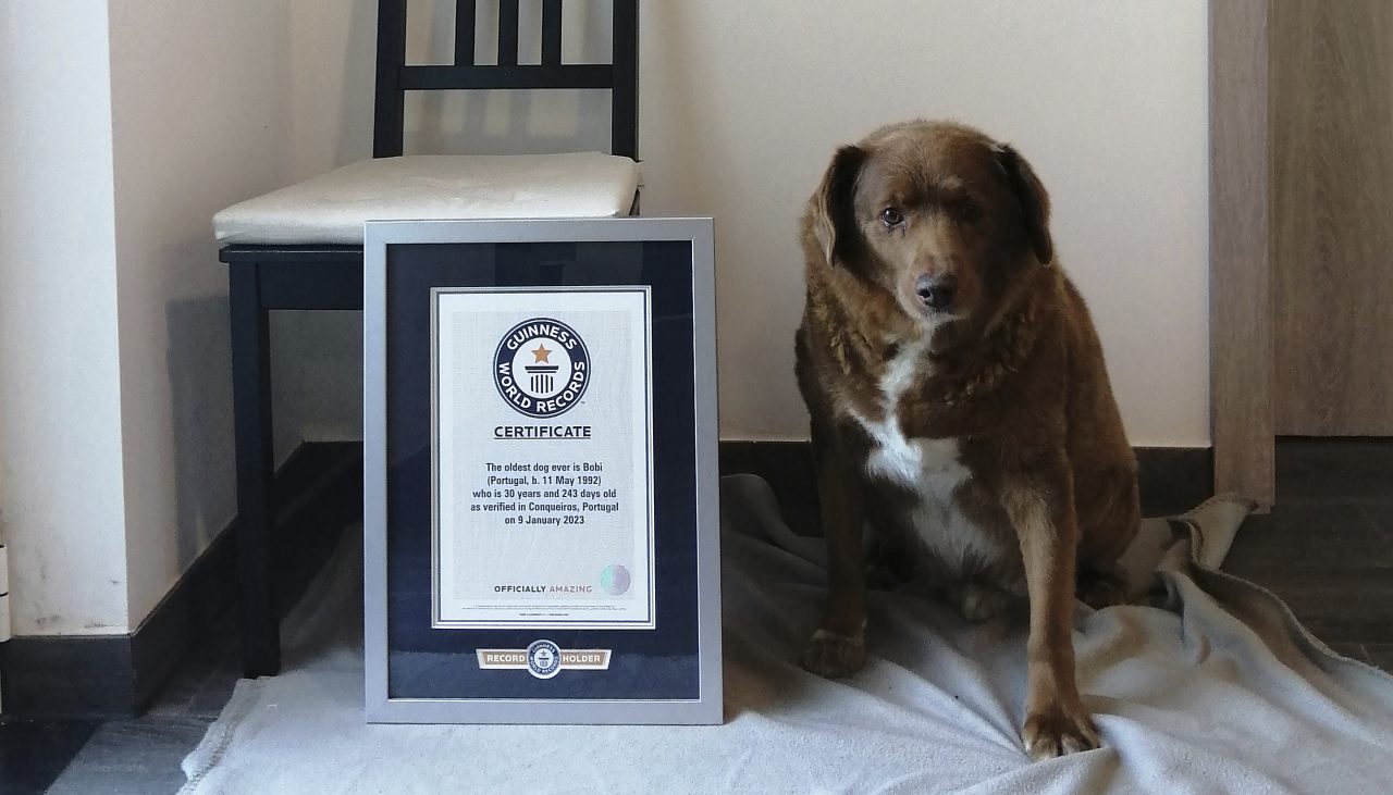 World’s oldest dog? Guinness World Records pauses title amid investigation