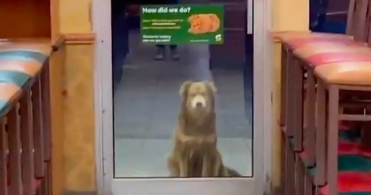 Sray dog visits Subway 'every night for a year' and patiently waits for food