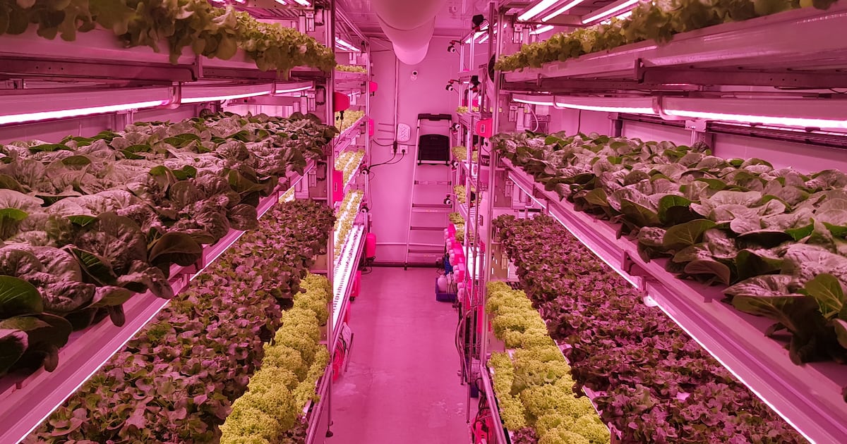 Masdar City launches smart vertical farm with AgriTech firm in food security push